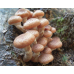 Мицелий Опенка северного (Armillaria borealis)